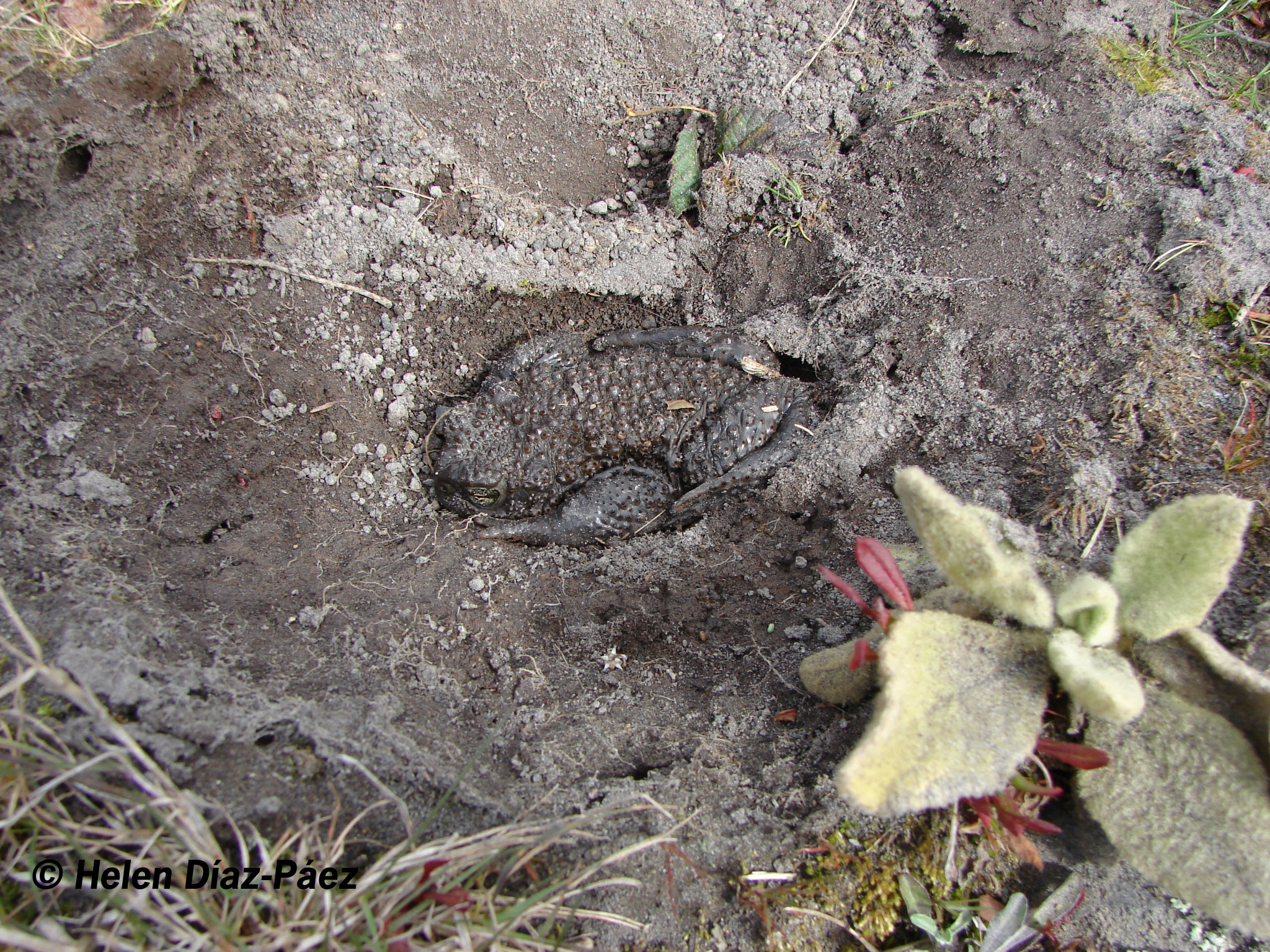 Rhinella spinulosa — Adulto · Los Pangues