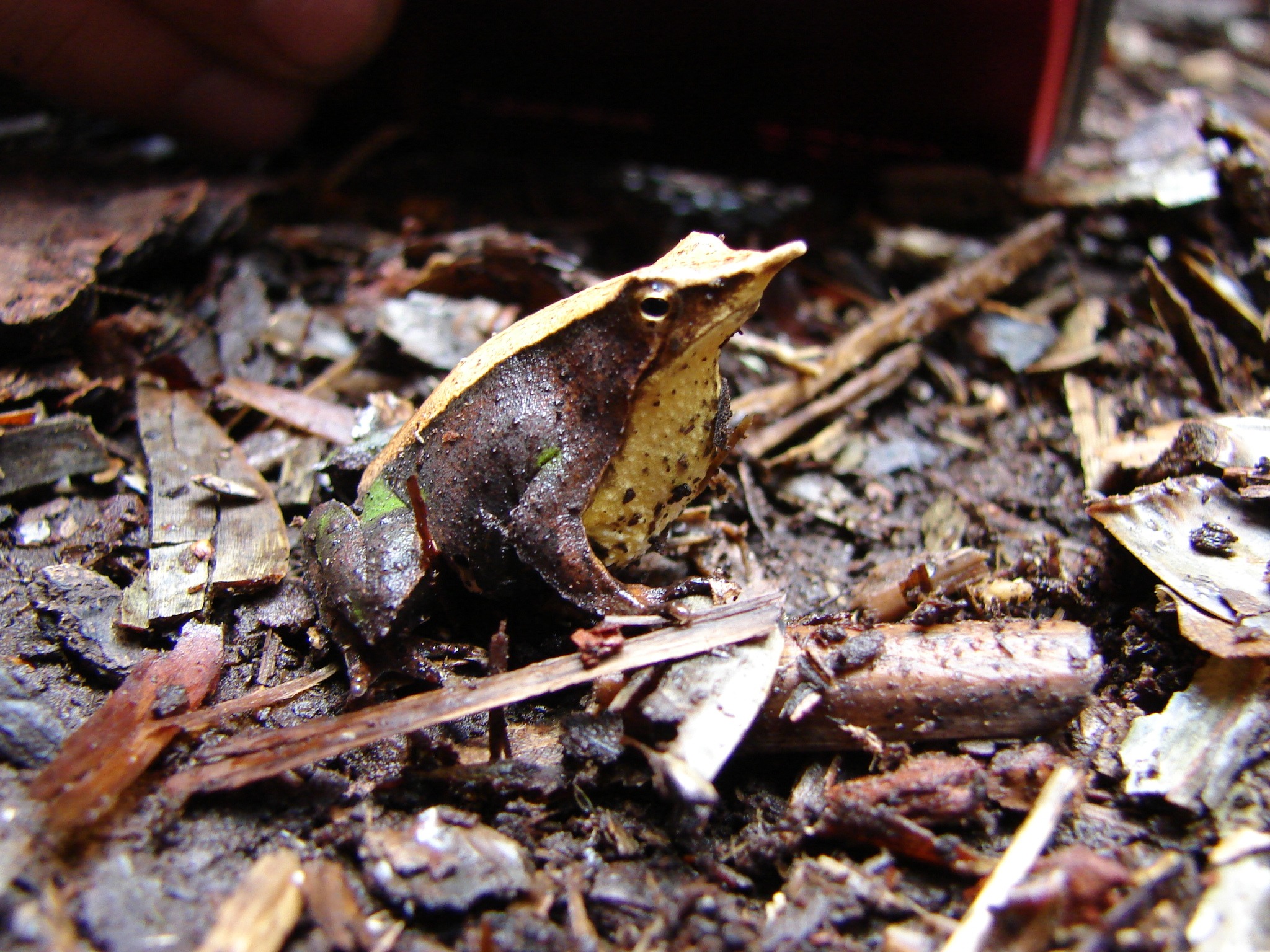 Rhinoderma darwinii