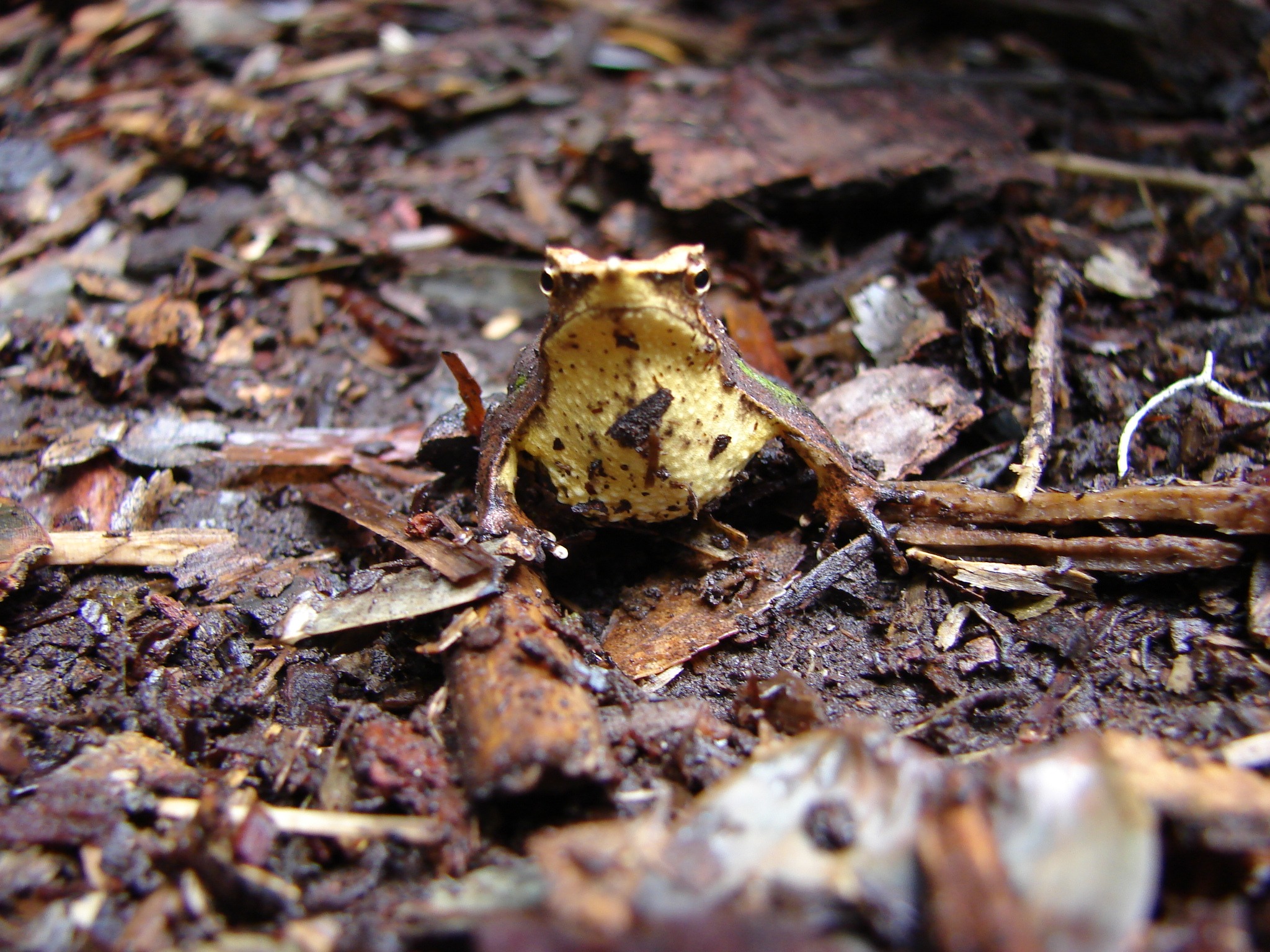 Rhinoderma darwinii — Adulto · Nahuelbuta