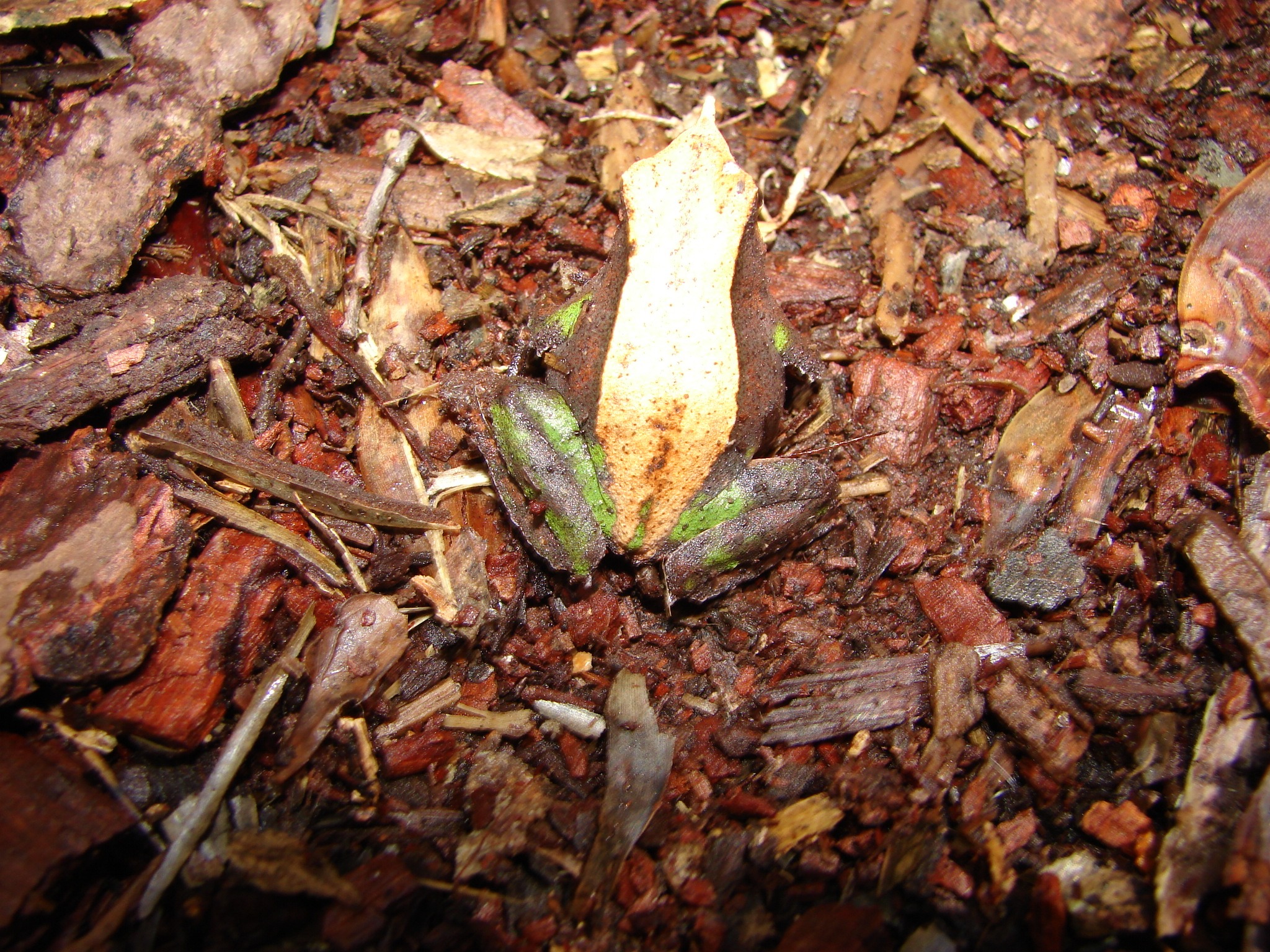 Rhinoderma darwinii — Adulto · Nahuelbuta