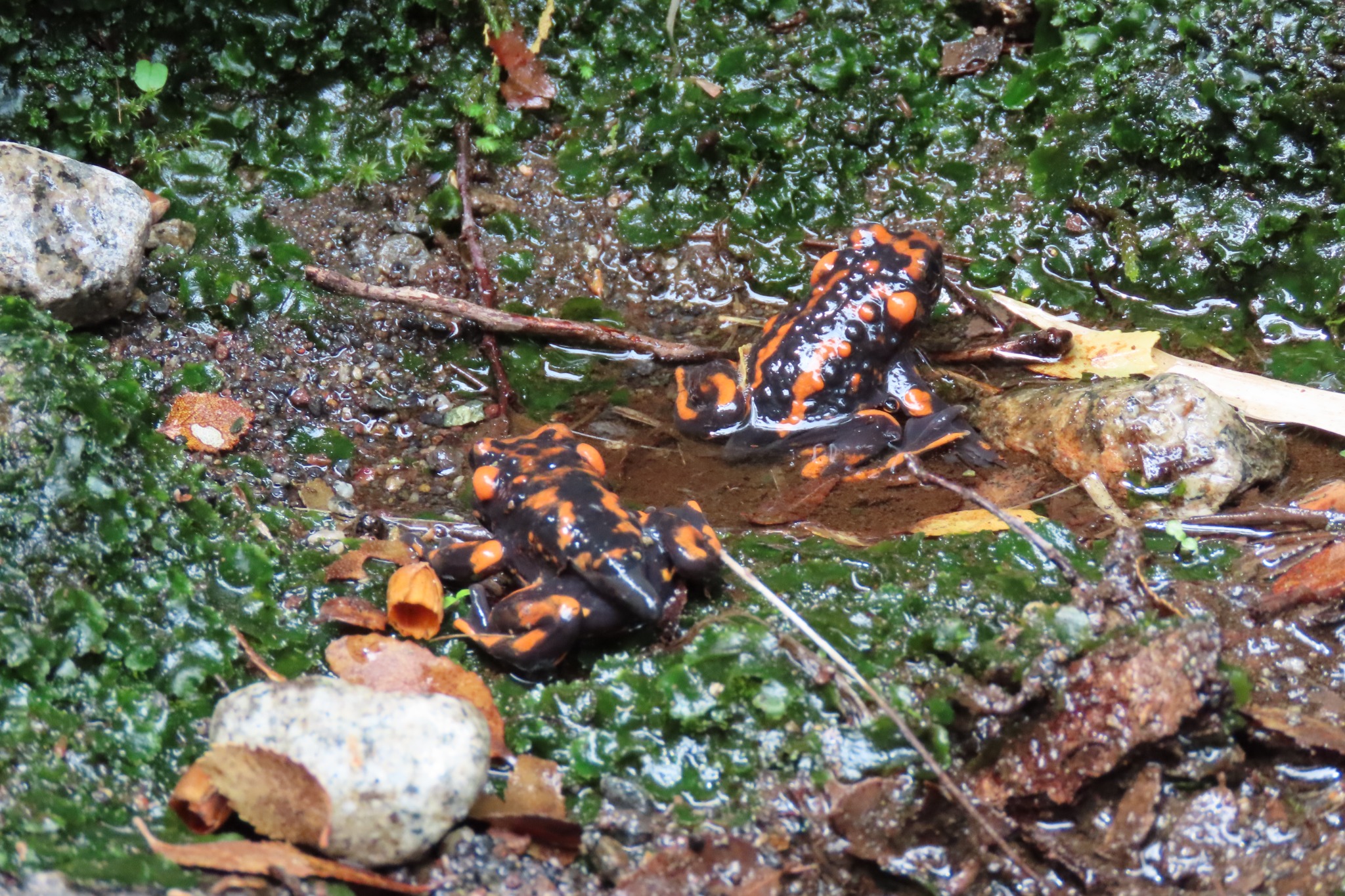 Telmatobufo venustus — Adulto · Malalcura