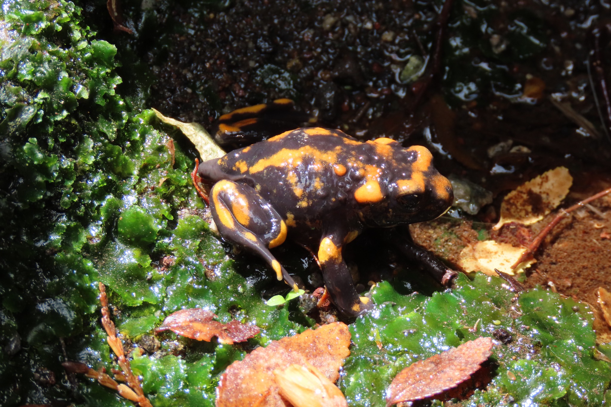 Telmatobufo venustus