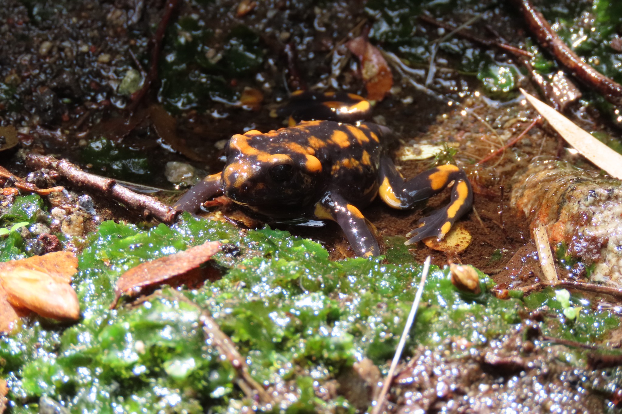 Telmatobufo venustus — Adulto · Malalcura