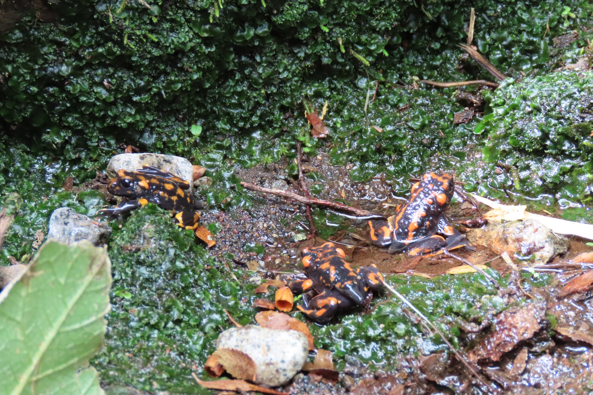 Telmatobufo venustus — Adultos · Malalcura